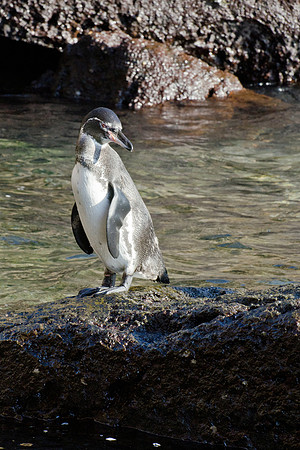 Galapagos Penguin  - 1