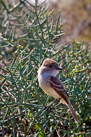 Galapagos Flycatcher