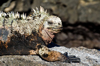 Marine Iguana - 1