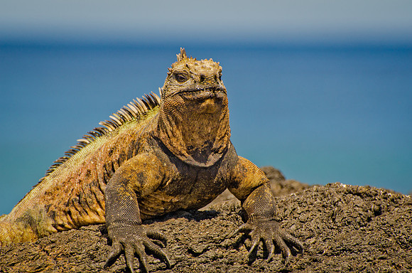 Marine Iguana - 4