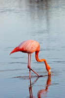 Greater Flamingo - 1