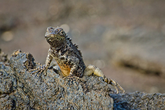 Lava Lizard - 3