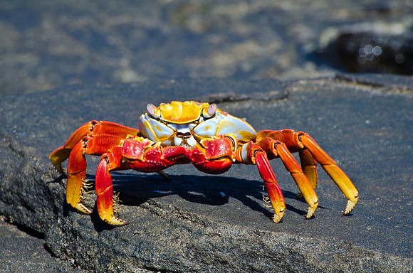 Sally Lightfoot Crab - 3