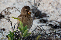 Darwin's Finch - 2