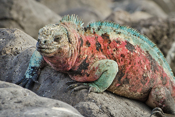 Marine Iguana - 8