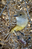 Galapagos Flycatcher