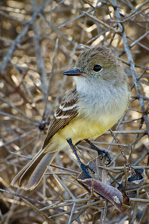 Galapagos Flycatcher