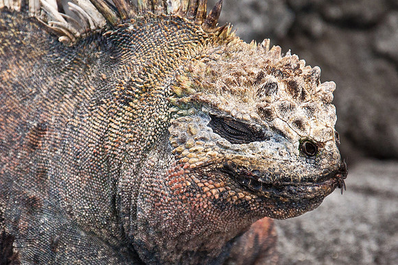 Marine Iguana - 5