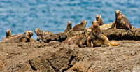 Marine Iguananas