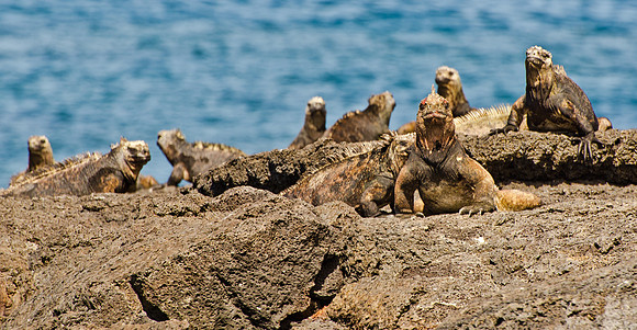 Marine Iguananas