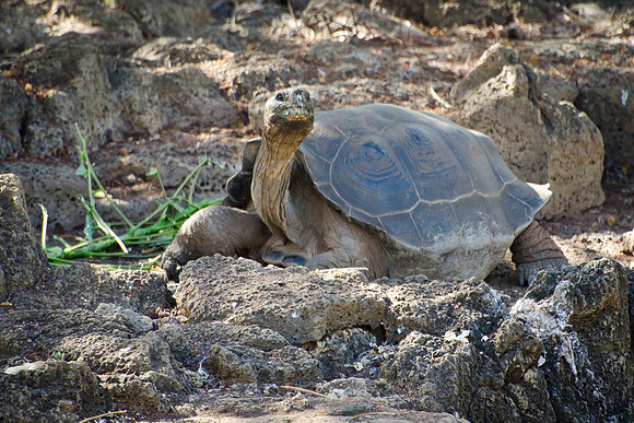 Galapagos Tortoise - 1