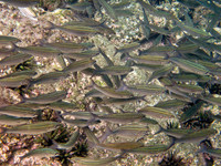 Black-striped Salema Fish