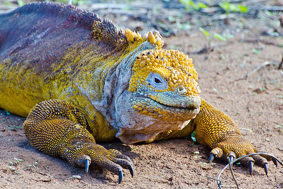 Land Iguana - 1
