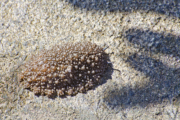 Sea Slug
