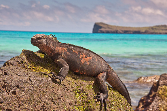 Marine Iguana - 7