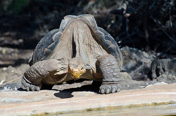 Galapagos Tortoise - 2