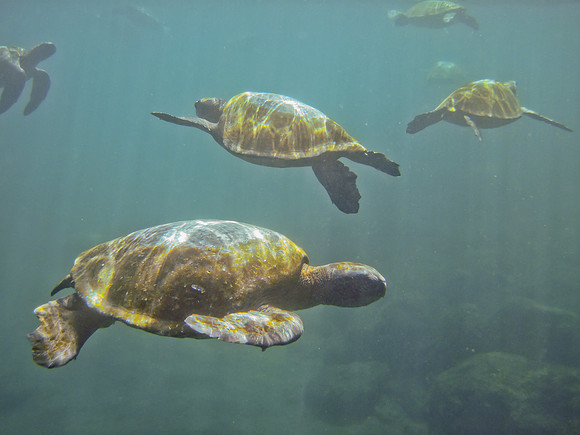 Green Turtle