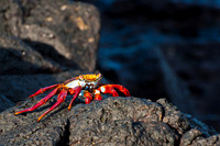 Sally Lightfoot Crab -