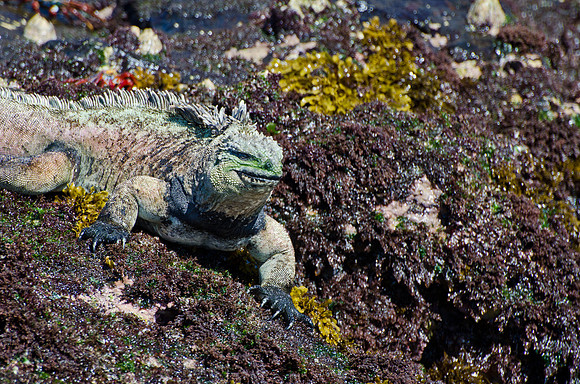 Marine Iguana - 3