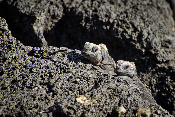 Baby Marine Iguana