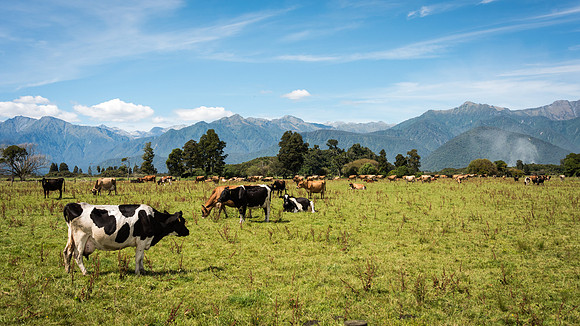 Hokitika Countryside - 1