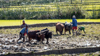 Rural Scene -4
