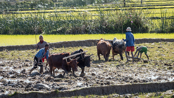 Rural Scene -4