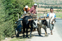 Ox Cart