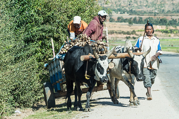 Ox Cart