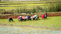 Working Paddy Field -2