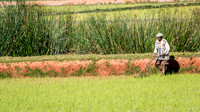 Working Paddy Field -1