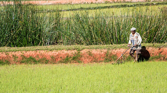 Working Paddy Field -1