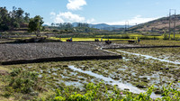 Rural Scene -3