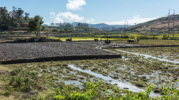 Rural Scene -3