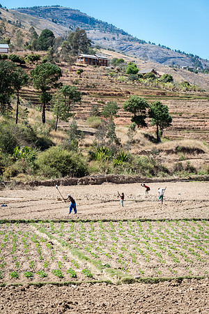 Rural Scene -1