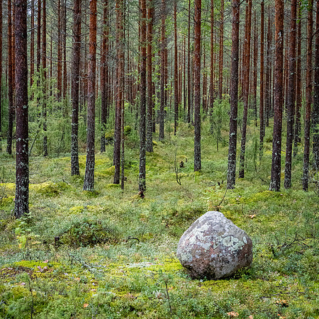 Linnansaari National Park -16