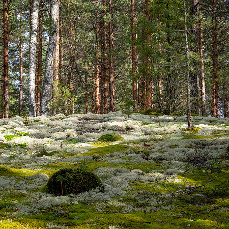 Linnansaari National Park -17