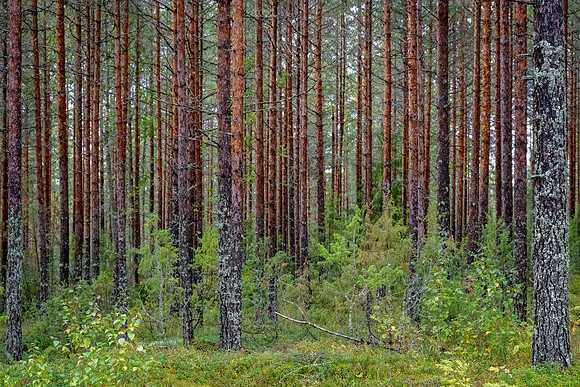 Linnansaari National Park -15