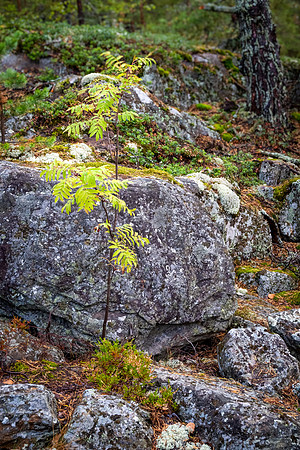 Linnansaari National Park -9