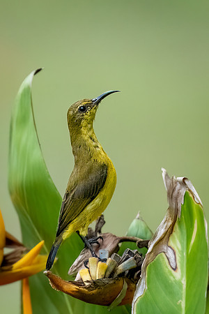 Olive-backed Sunbird ♀ -1