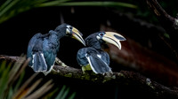 Pied Hornbill -1