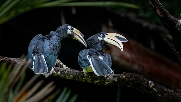 Pied Hornbill -1
