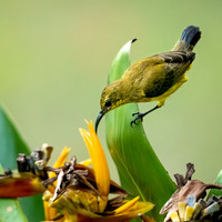 Olive-backed Sunbird ♀ -2
