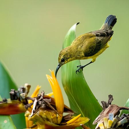 Olive-backed Sunbird ♀ -2