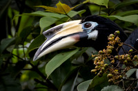 Pied Hornbill -2