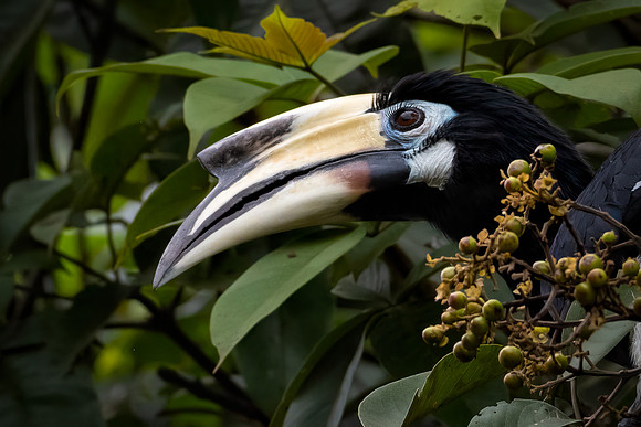 Pied Hornbill -2