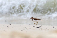 Common Sandpiper