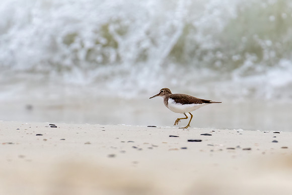 Common Sandpiper