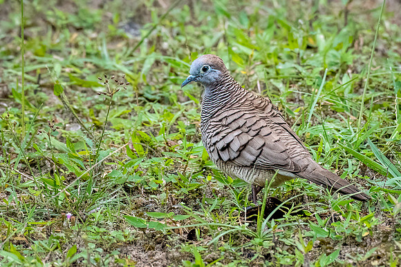 Zebra Dove