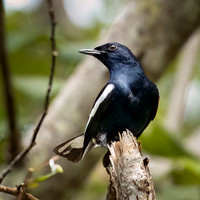 Oriental Magpie Robin